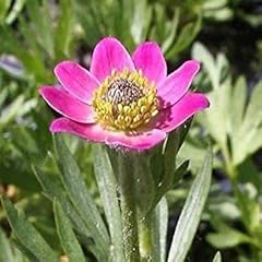 Anemone rubra flower gebraucht kaufen  Wird an jeden Ort in Deutschland