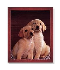 Labrador puppies puppy for sale  Delivered anywhere in USA 