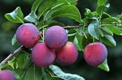 Sweet american plum for sale  Delivered anywhere in USA 