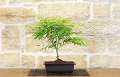 Pre bonsai acero usato  Spedito ovunque in Italia 