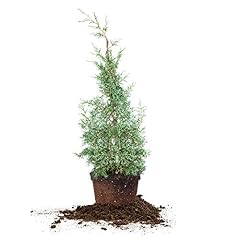 Perfect plants carolina for sale  Delivered anywhere in USA 