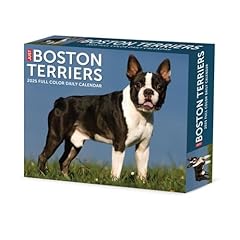 Boston terriers 2025 for sale  Delivered anywhere in UK
