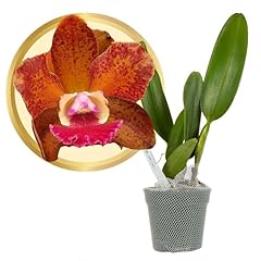 Better gro cattleya for sale  Delivered anywhere in USA 