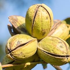 Hardy pecan trees for sale  Delivered anywhere in USA 