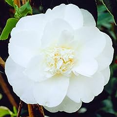 Camellia japonica miss for sale  Delivered anywhere in UK