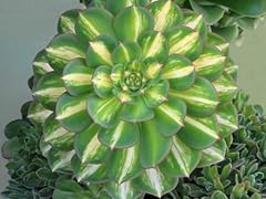 Aeonium starburst house for sale  Delivered anywhere in UK