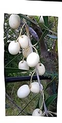 Ulivo Leucocarpa bianco pianta rara 170 cm olive bianche usato  Spedito ovunque in Italia 