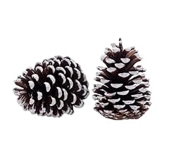 Pine cones 3.5 for sale  Delivered anywhere in USA 
