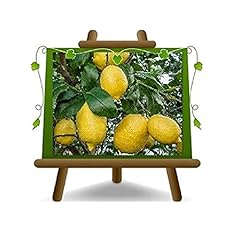 EURO PLANTS VIVAI Agrumi Limone Sfusato Amalfitano Pianta da frutto su Vaso da 22- Albero Max 60~80cm usato  Spedito ovunque in Italia 