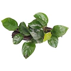 Aquatic plants anubias for sale  Delivered anywhere in Ireland