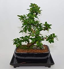 Indoor bonsai fukien for sale  Delivered anywhere in USA 