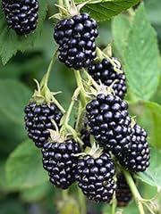 Blackberry plants natchez for sale  Delivered anywhere in USA 