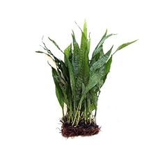 Substratesource java fern for sale  Delivered anywhere in UK