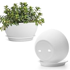 T4u inch plant for sale  Delivered anywhere in USA 