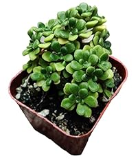 Uskc live succulent for sale  Delivered anywhere in USA 
