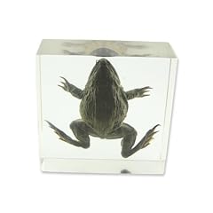 Realbug frog specimen for sale  Delivered anywhere in USA 