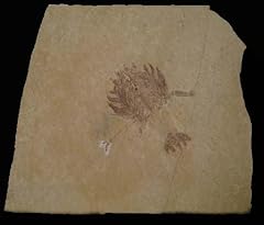 Eryon arctiformis crab for sale  Delivered anywhere in UK