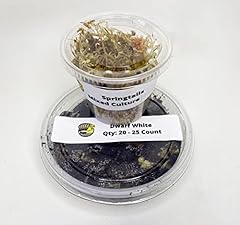 Bugzy bugs dwarf for sale  Delivered anywhere in USA 