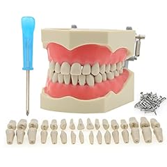 Dental anatomy typodont for sale  Delivered anywhere in USA 