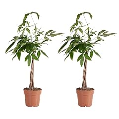 Bloomique set pachira usato  Spedito ovunque in Italia 