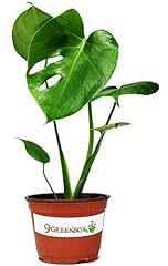 9greenbox split leaf for sale  Delivered anywhere in USA 