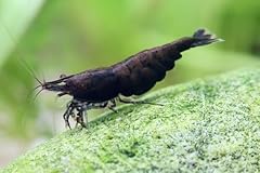 Aquatic black rose for sale  Delivered anywhere in USA 