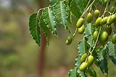 Neem tree seeds for sale  Delivered anywhere in USA 