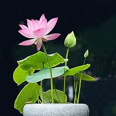 Lot graines lotus d'occasion  Livré partout en France