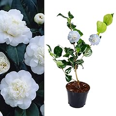 Camellia nobilissima plant for sale  Delivered anywhere in UK