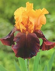 Iris germanica supreme gebraucht kaufen  Wird an jeden Ort in Deutschland