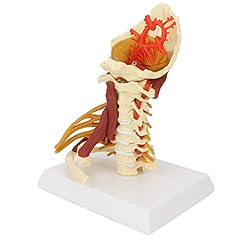 Model cervical spine for sale  Delivered anywhere in USA 