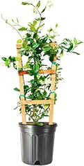 Star jasmine extra for sale  Delivered anywhere in USA 