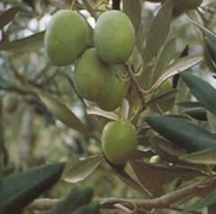 Vivai gardenhome olivo usato  Spedito ovunque in Italia 