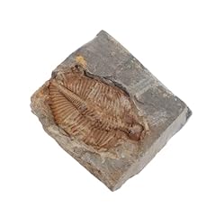 Elayard echtes trilobiten gebraucht kaufen  Wird an jeden Ort in Deutschland