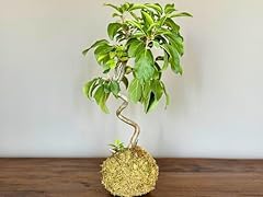 Kokedama melo fiore usato  Spedito ovunque in Italia 