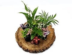 Closed terrarium plants for sale  Delivered anywhere in UK