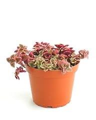 Shop succulents calico for sale  Delivered anywhere in USA 