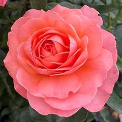 Yougarden rose precious for sale  Delivered anywhere in UK