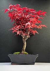 Bonsai keramik blumentopf gebraucht kaufen  Wird an jeden Ort in Deutschland