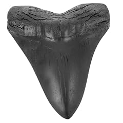 Topperfun fossile megalodonte usato  Spedito ovunque in Italia 