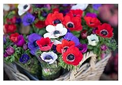 20x anemone caen for sale  Delivered anywhere in UK