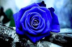 Buy4seeds seeds blue for sale  Delivered anywhere in UK