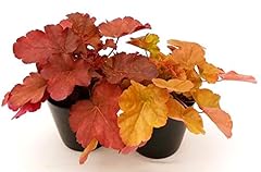 Powers flowers heuchera usato  Spedito ovunque in Italia 