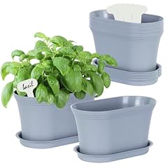Oliz windowsill herb for sale  Delivered anywhere in USA 