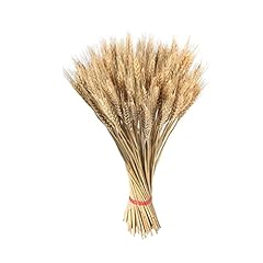 Spighe grano gambi usato  Spedito ovunque in Italia 