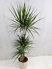 Palmenlager dracaena marginata gebraucht kaufen  Wird an jeden Ort in Deutschland
