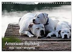 American bulldog proud for sale  Delivered anywhere in Ireland