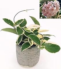 Powers flowers hoya usato  Spedito ovunque in Italia 