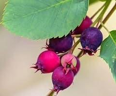 Live native fruit for sale  Delivered anywhere in USA 