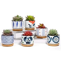 T4u succulent planter for sale  Delivered anywhere in USA 
